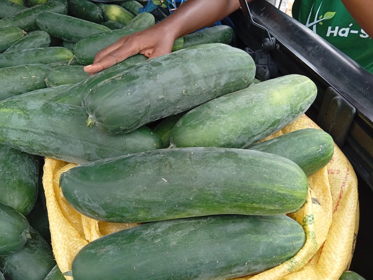 A large quantity of harvested cucumbers being handled at Ha-Shem Farms.