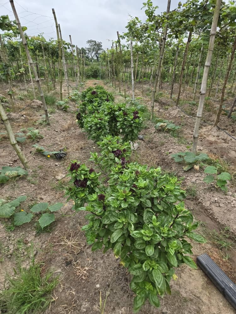 Basil plants growing in the field at Ha-Shem Farms