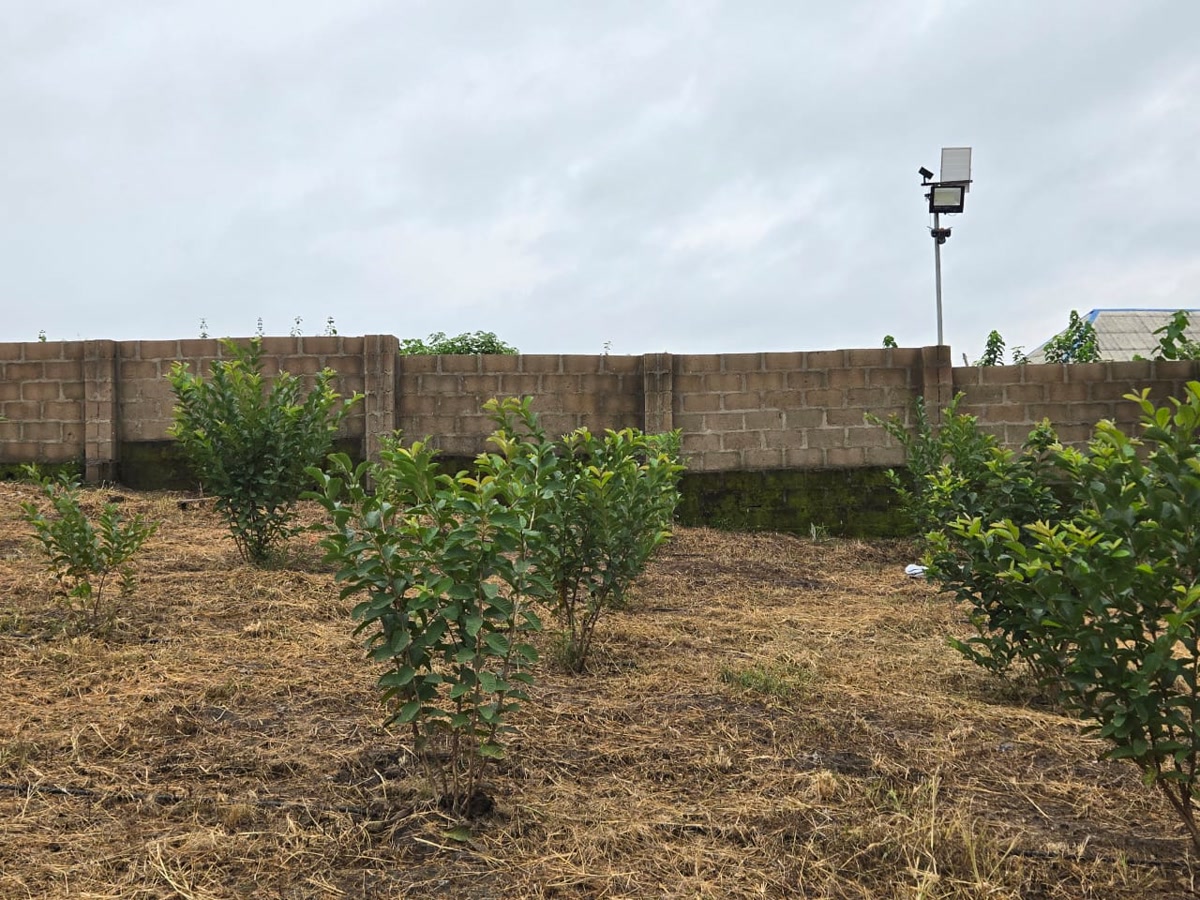 Young citrus trees growing in a cultivated section of Ha-Shem Farms.