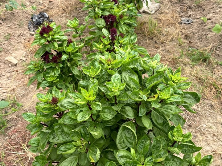 Basil plants growing in cultivated rows at Ha-Shem Farms.