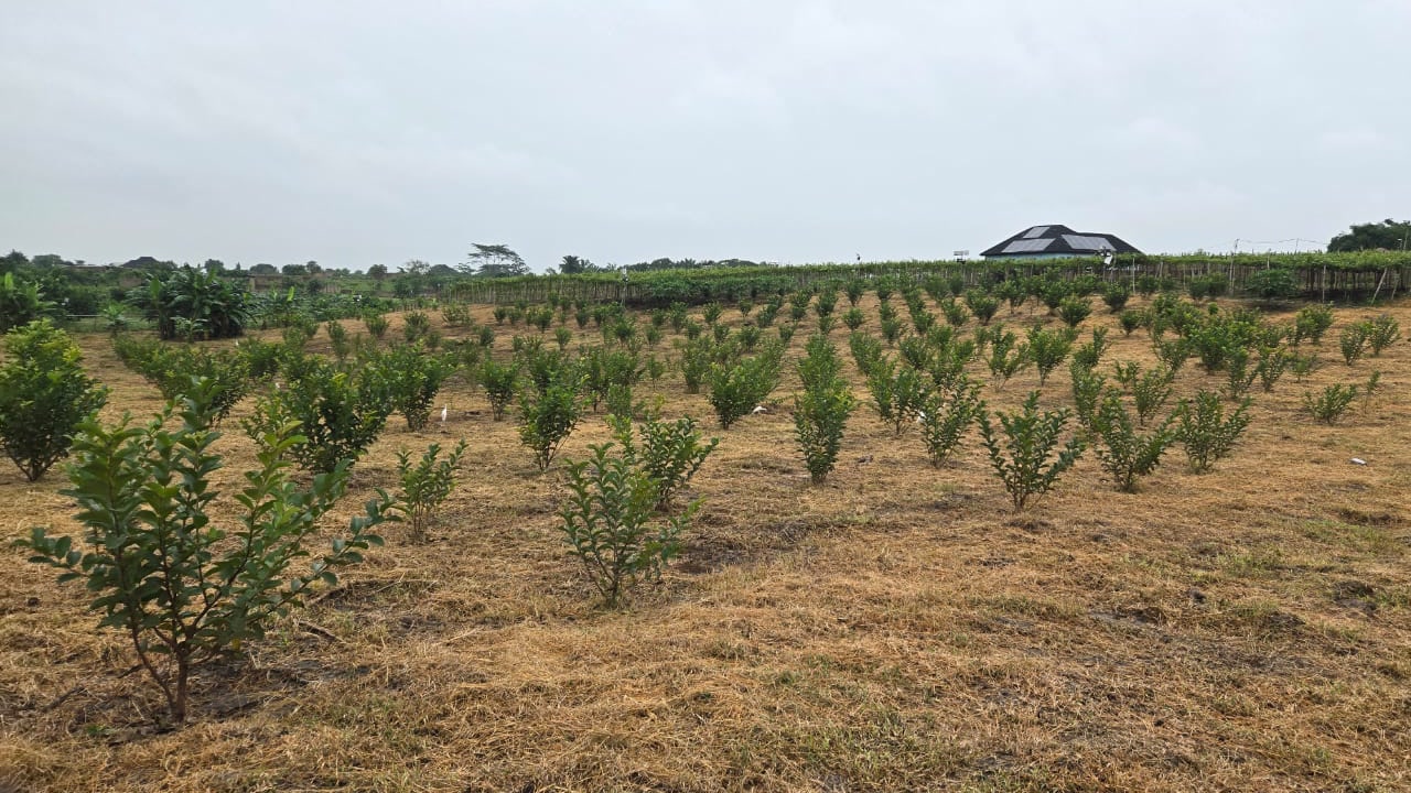 Young orchard rows across Ha-Shem Farms, with vineyard trellises and a farm shelter in the distance.