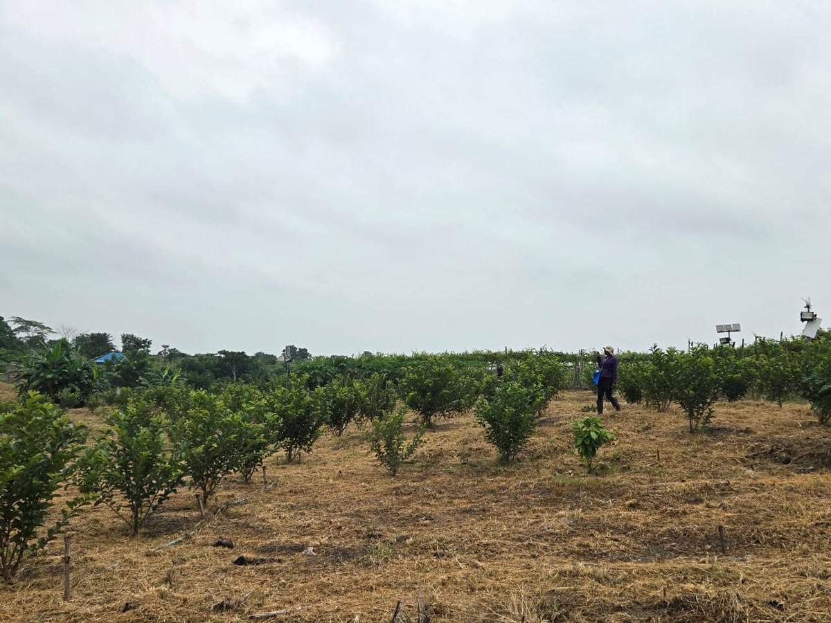 Rows of young fruit trees growing in the Ha-Shem Farms orchard.