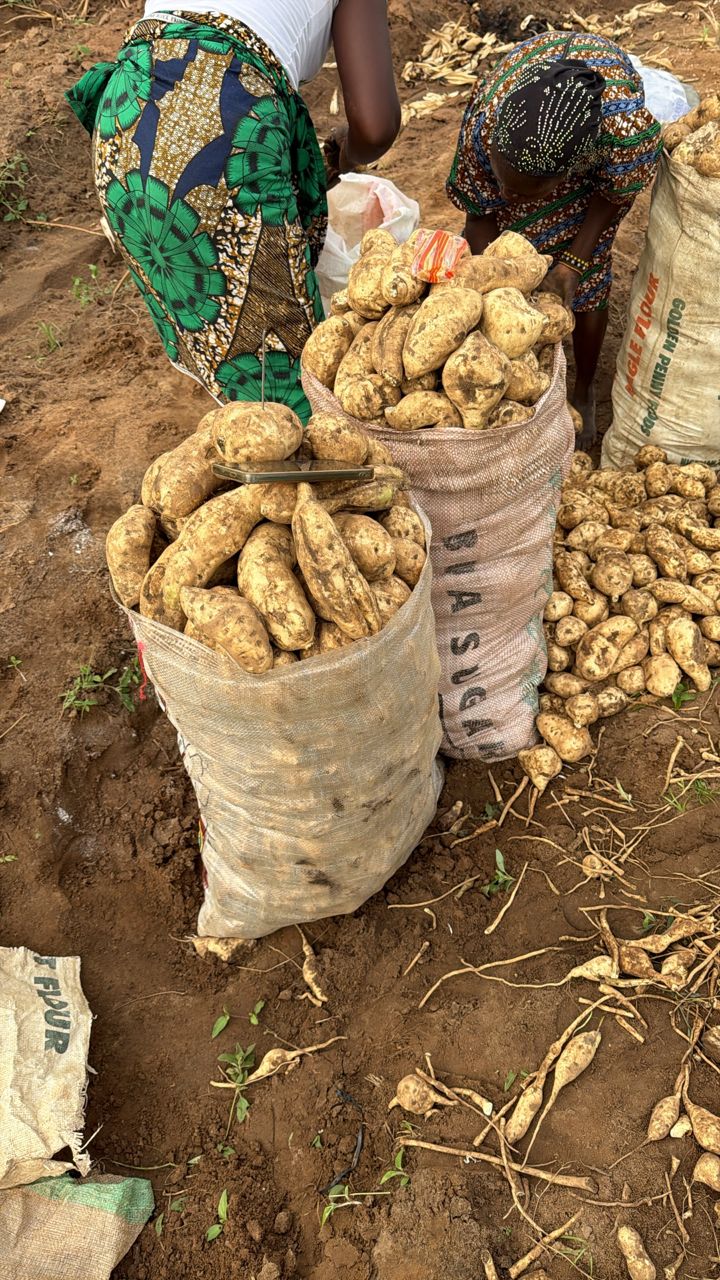 Freshly harvested sweet potatoes in bags at Ha-Shem Farms