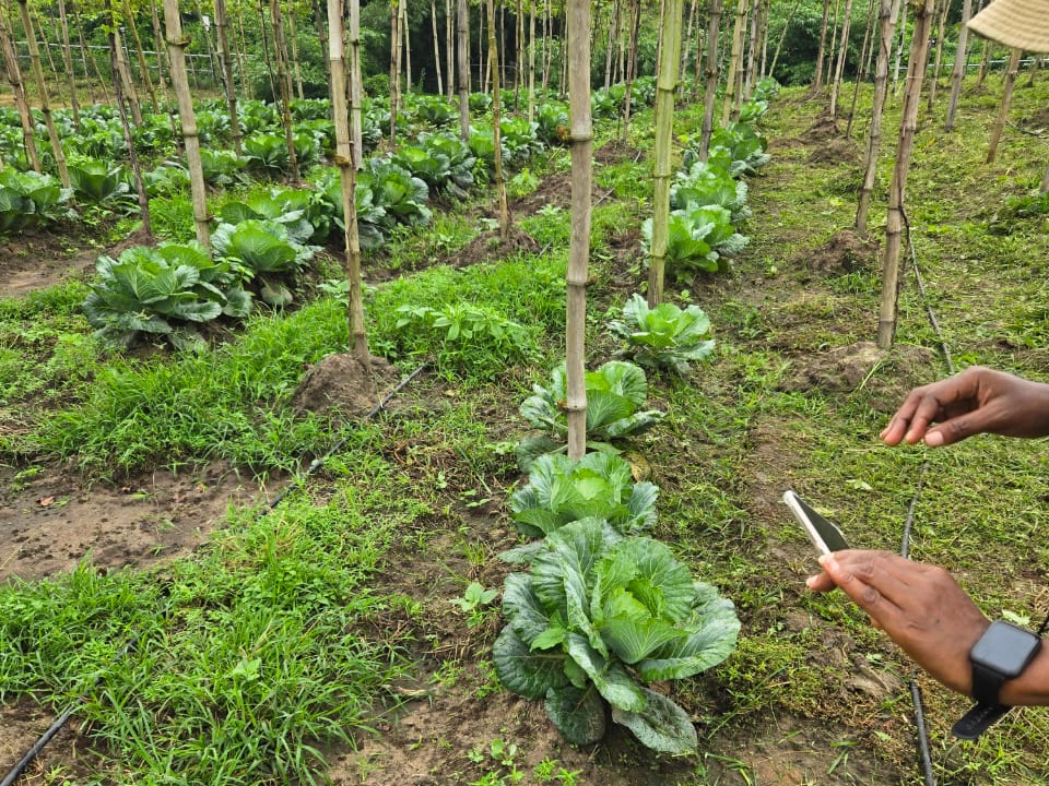 Rows of cabbage growing between trellis stakes at Ha-Shem Farms.