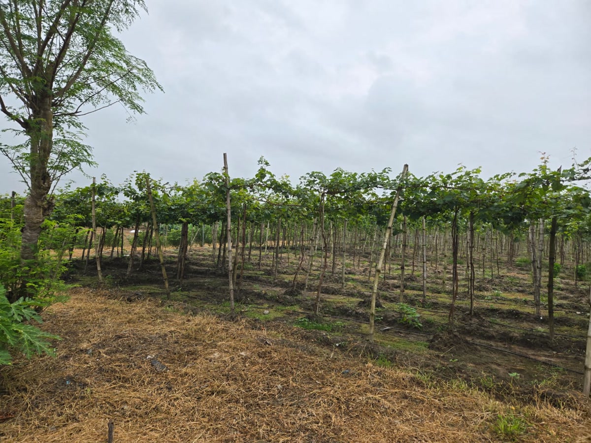 Grapevines trained across trellis rows at Ha-Shem Farms.