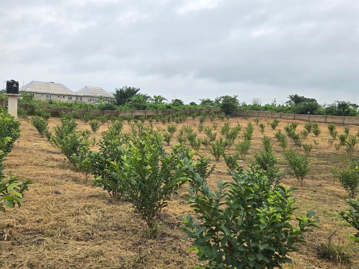 Rows of young fruit trees growing across the Ha-Shem Farms orchard.